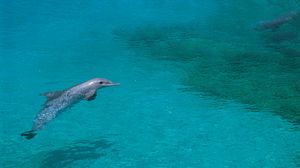 Превью обои дельфин, мелководье, плавать