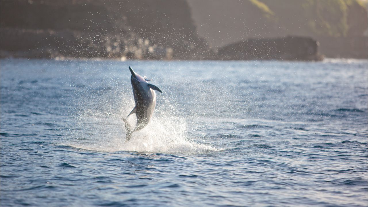 Обои дельфин, море, прыжок, брызги