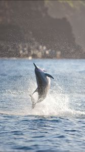 Превью обои дельфин, море, прыжок, брызги