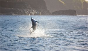 Превью обои дельфин, море, прыжок, брызги