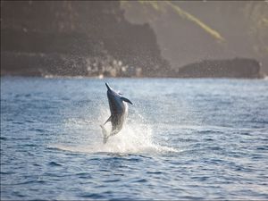 Превью обои дельфин, море, прыжок, брызги