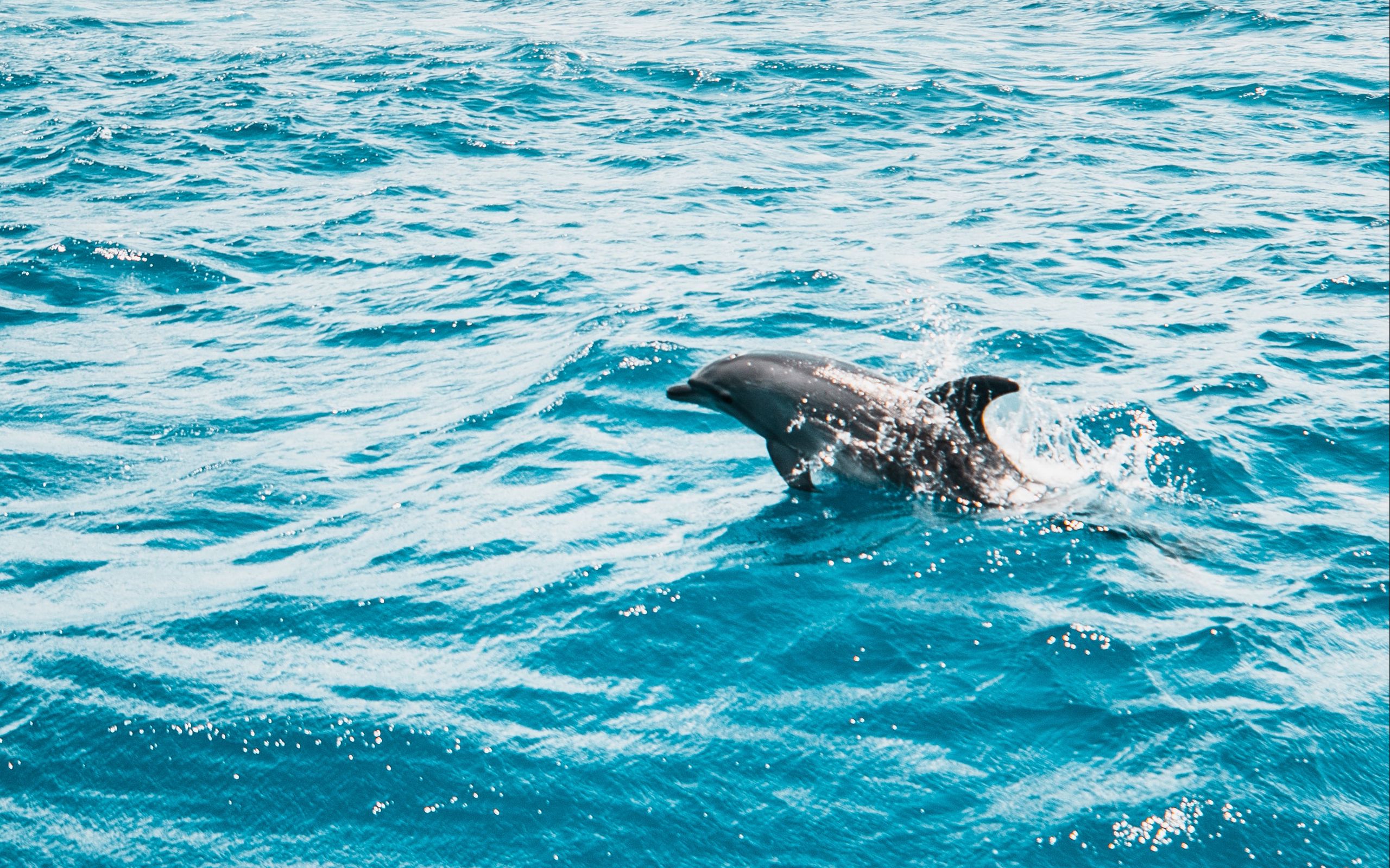 Дельфины в море