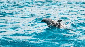 Превью обои дельфин, море, вода, волны, брызги