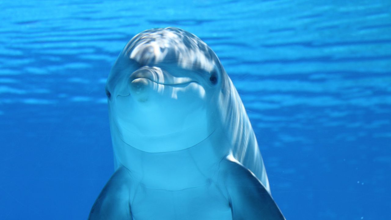 Обои дельфин, под водой, млекопитающее