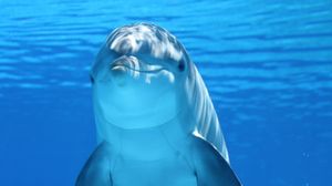 Превью обои дельфин, под водой, млекопитающее