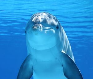 Превью обои дельфин, под водой, млекопитающее