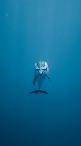 Превью обои дельфин, подводный мир, плавать, одинокий