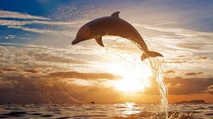 Превью обои дельфин, прыжок, море, закат