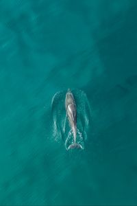 Превью обои дельфин, рыба, вид сверху, вода, океан