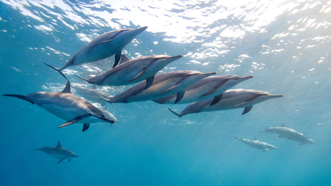 Обои дельфин, тропический дельфин, гавайи, океан, вода, стая