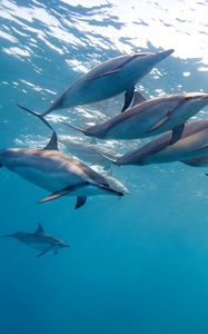 Превью обои дельфин, тропический дельфин, гавайи, океан, вода, стая