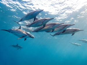 Превью обои дельфин, тропический дельфин, гавайи, океан, вода, стая