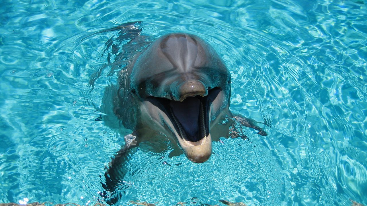 Обои дельфин, улыбка, вода, бассейн