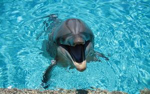 Превью обои дельфин, улыбка, вода, бассейн