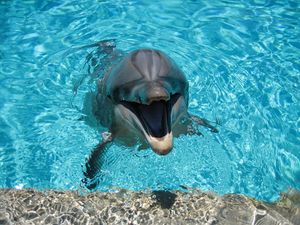 Превью обои дельфин, улыбка, вода, бассейн