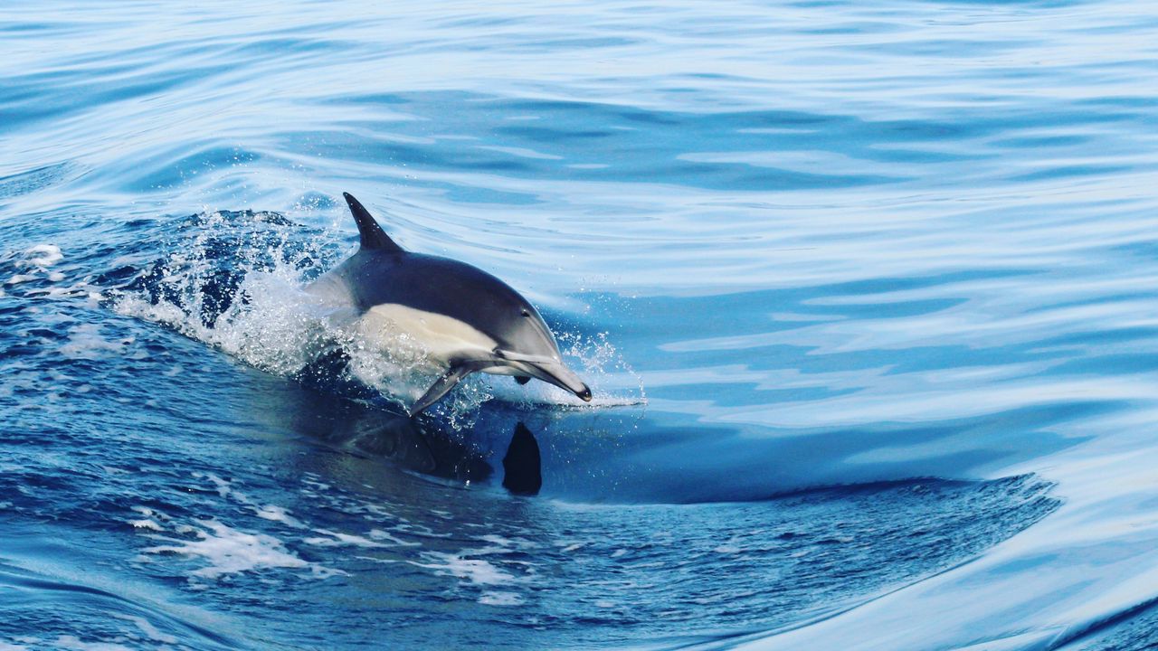 Обои дельфин, вода, брызги, волны