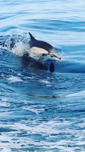 Превью обои дельфин, вода, брызги, волны