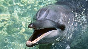 Превью обои дельфин, вода, морда, милый, гладкий, игривый