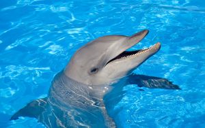 Превью обои дельфин, вода, плавать, голова