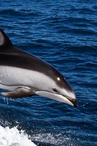 Превью обои дельфин, вода, плавать, прыжок, брызги, море
