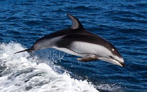 Превью обои дельфин, вода, плавать, прыжок, брызги, море