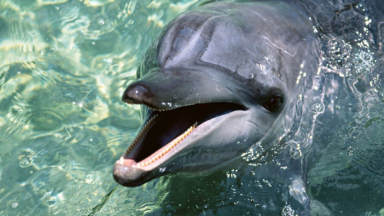 Обои дельфин, зубы, вода