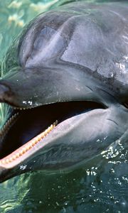 Превью обои дельфин, зубы, вода