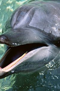 Превью обои дельфин, зубы, вода