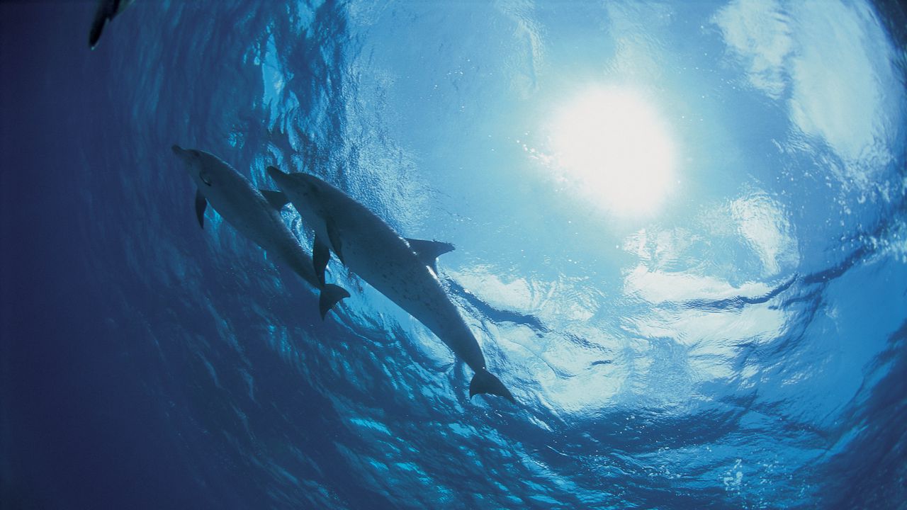 Обои дельфины, дно, океан