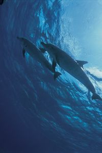 Превью обои дельфины, дно, океан