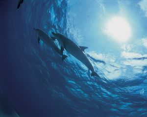 Превью обои дельфины, дно, океан