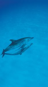 Превью обои дельфины, любовь, океан