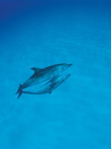 Превью обои дельфины, любовь, океан