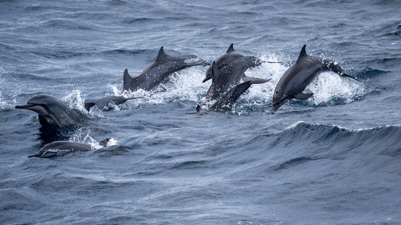 Обои дельфины, море, брызги, волны