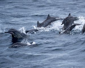 Превью обои дельфины, море, брызги, волны