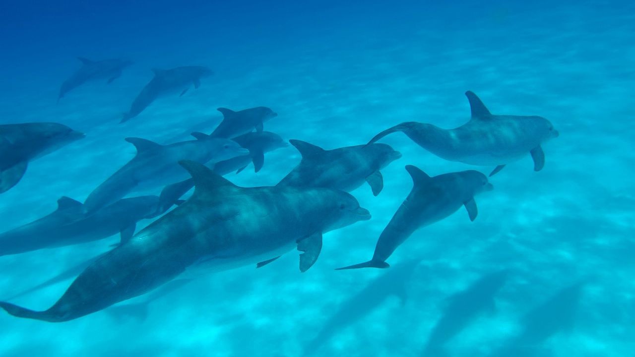 Обои дельфины, море, плавать, подводный мир