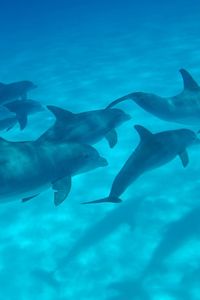 Превью обои дельфины, море, плавать, подводный мир