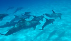 Превью обои дельфины, море, плавать, подводный мир