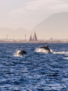 Превью обои дельфины, море, волны, вода, побережье