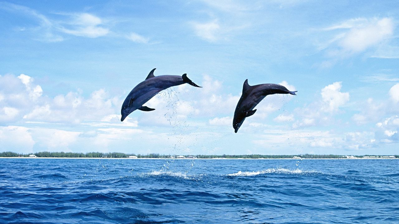 Обои дельфины, море, волны, прыжок, пара