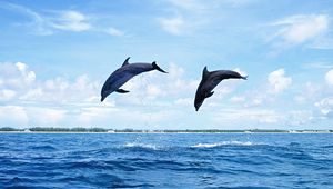 Превью обои дельфины, море, волны, прыжок, пара