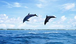 Превью обои дельфины, море, волны, прыжок, пара