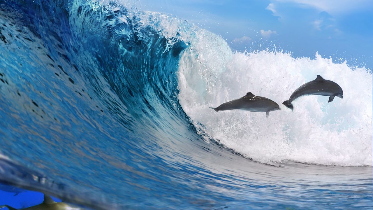Обои дельфины, океан, волна, свобода