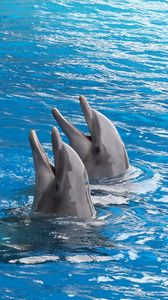 Превью обои дельфины, пара, дуэт, вода