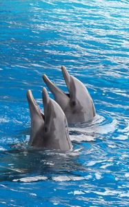 Превью обои дельфины, пара, дуэт, вода