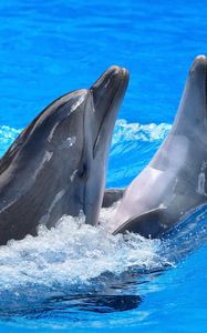 Превью обои дельфины, пара, вода, брызги