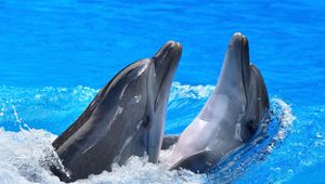 Превью обои дельфины, пара, вода, брызги