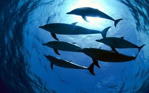 Превью обои дельфины, плавать, подводный мир