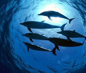 Превью обои дельфины, плавать, подводный мир