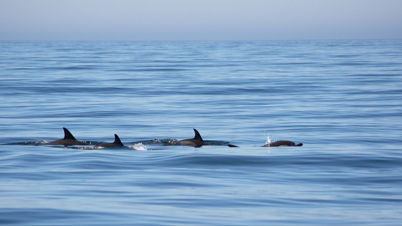 Обои дельфины, плавники, море